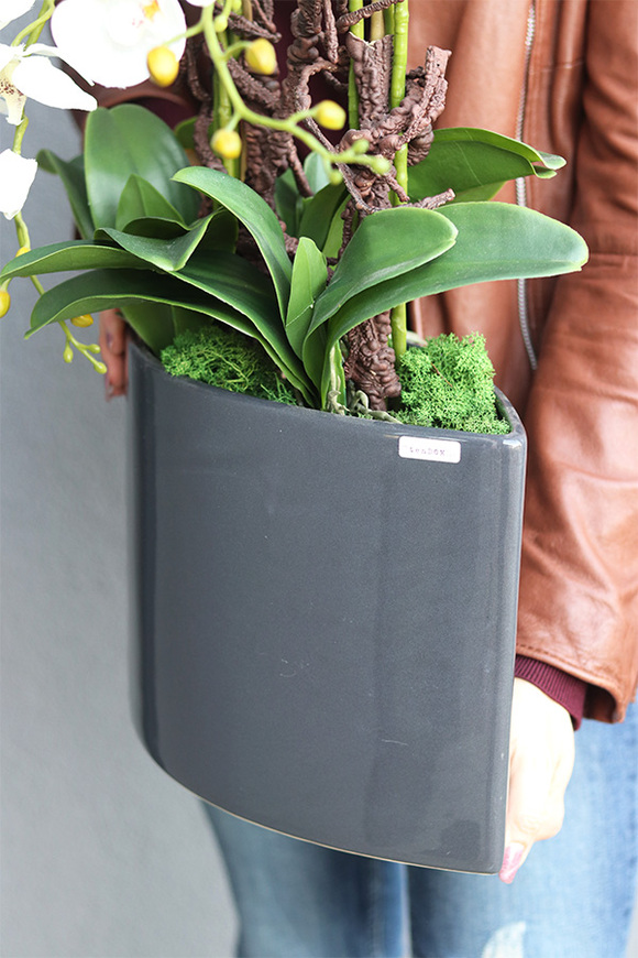 Manfredo Antracyt, ekskluzywny storczyk w donicy