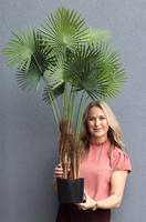 Palma Livistona, sztuczna roślina w doniczce