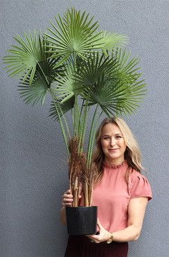 Palma Livistona, sztuczna roślina w doniczce, wys.115cm
