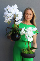 Manferdo Mediara Black, storczyk w asymetrycznej donicy