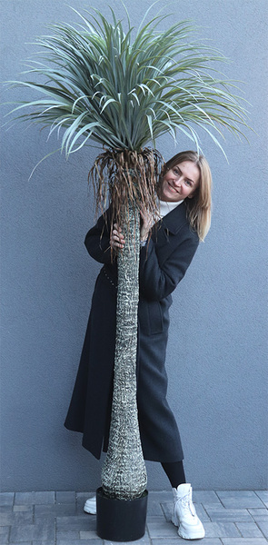 Jukka Rostrata, sztuczna roślina bez donicy, wys.214cm