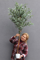 Oliwka New 2, sztuczne drzewko w osłonce