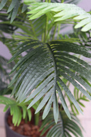 Areca Concretano, sztuczna palma w betonowej donicy