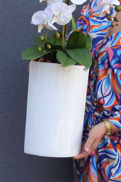 Manfredo Pure White, śnieżnobiały storczyk w wąskiej donicy