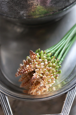 Szafirki, bukiecik beż, dł.25cm, 12szt. w bukiecie