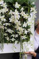 jednostronna rama dekoracyjna, Thai Hotels