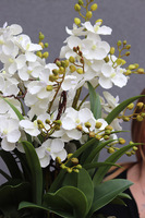 Goldenario Ellie, biały gumowy storczyk w złotej donicy