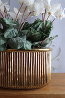 Szronione Cyklameny 3, elegancka zimowa kompozycja