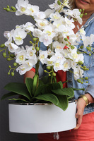 Manfredo Niagara 2, gumowy storczyk w biało-srebrnej donicy