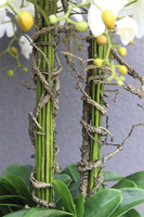 Fiberglass White Lux, efektowny storczyk w białej donicy z fiberglass, wys.118cm