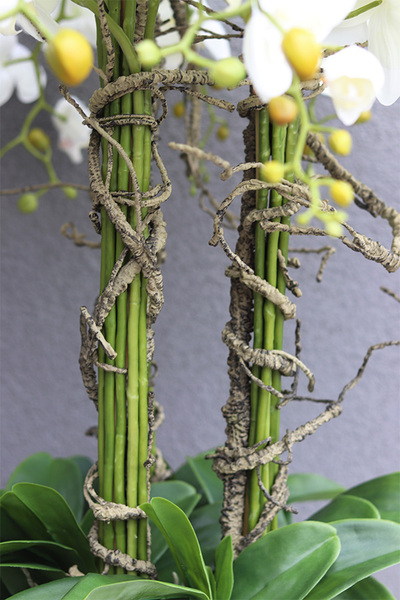 Fiberglass White Lux, efektowny storczyk w białej donicy z fiberglass, wys.118cm