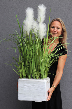 Crepiana 2, trawy z kłosami do Twojej donicy, wys.100cm