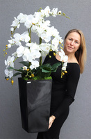 Mediolan Black New, storczyk podłogowy w czarnej donicy, wys.120cm