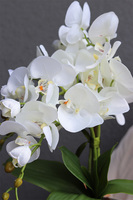 Apolonia Perane, storczyk w ceramicznym pucharze