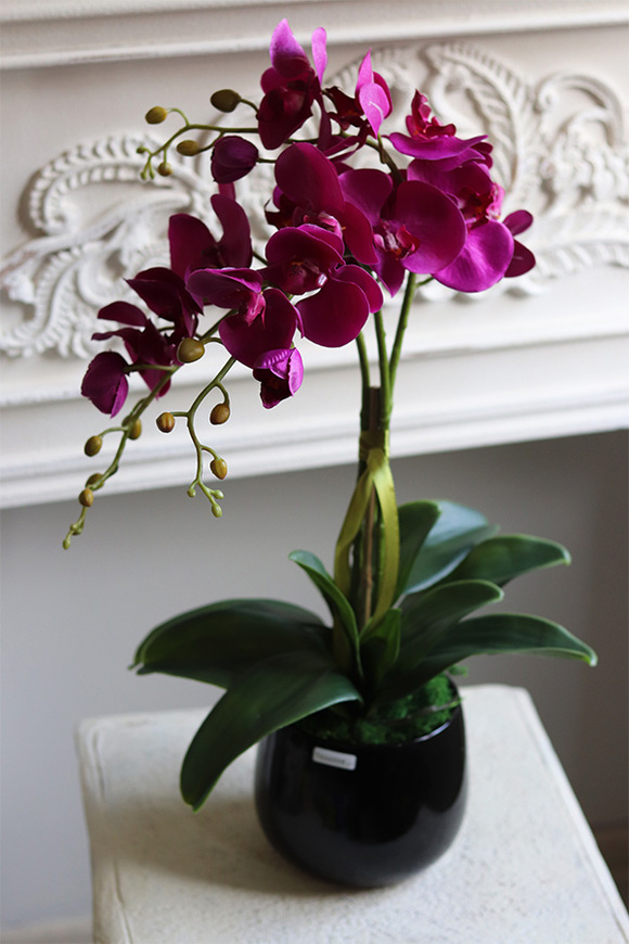 Fuksja Nemia Jerda, storczyk w czarnej doniczce