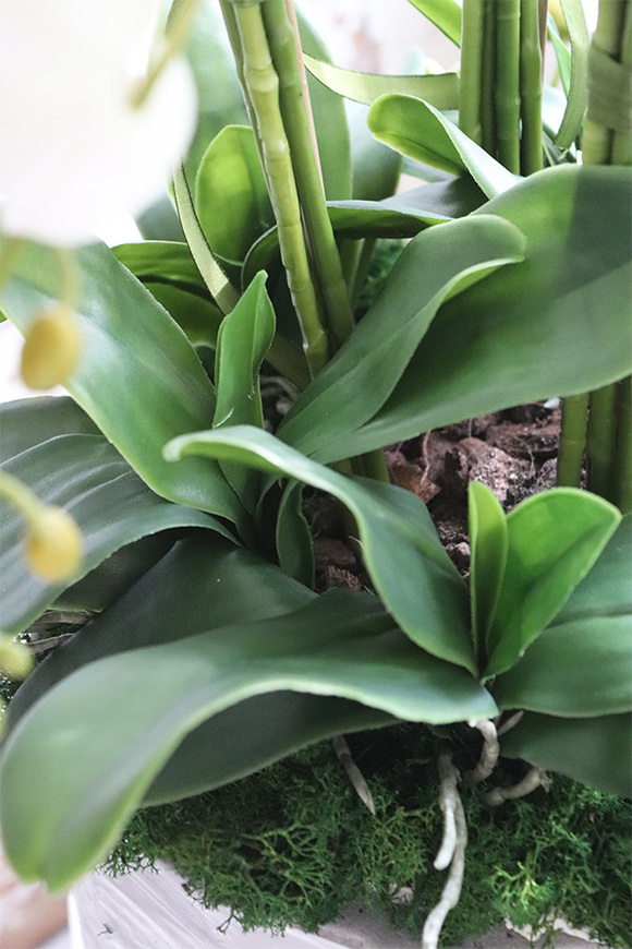 Belladi Saute, storczyk w stretchu do obsadzenia, wys.71cm