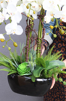Beddinato Black, storczyk z sukulentami w czarnej donicy, wys.80cm