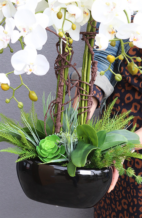 Beddinato Black, storczyk z sukulentami w czarnej donicy, wys.80cm 