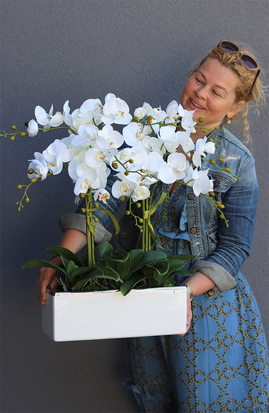 Leo White Silver, storczyk w biało-srebrnej donicy, wys.57cm