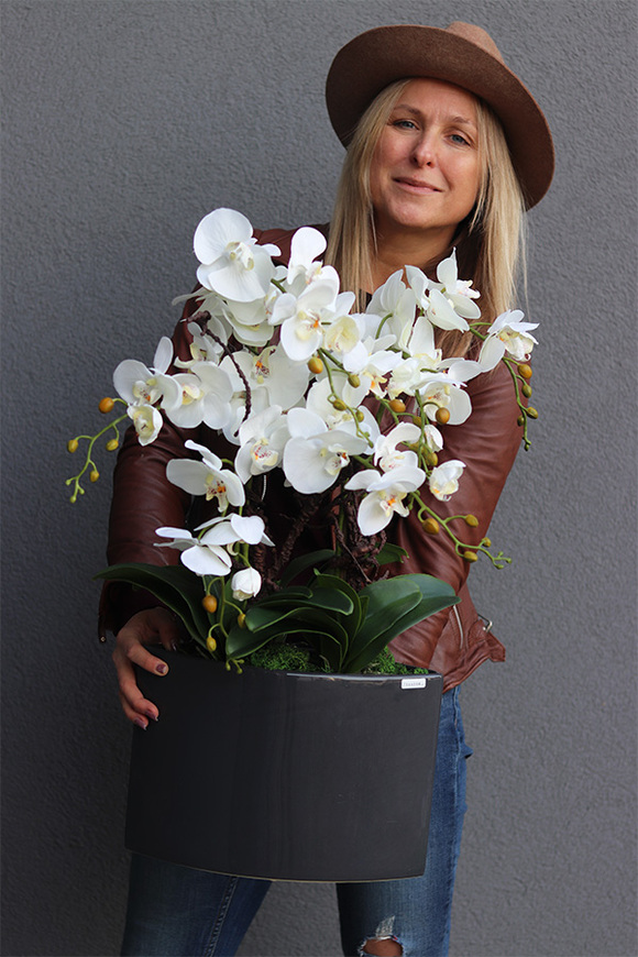 Manfredo Antracyt, ekskluzywny storczyk w donicy