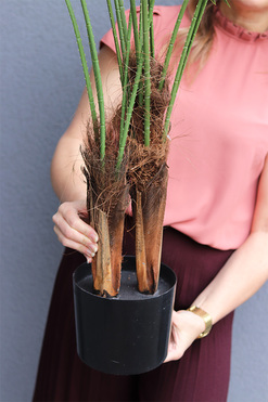 Palma Livistona, sztuczna roślina w doniczce, wys.115cm