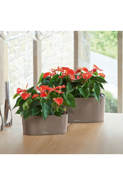 Delta 20, podłużna donica z nawadnianiem, taupe