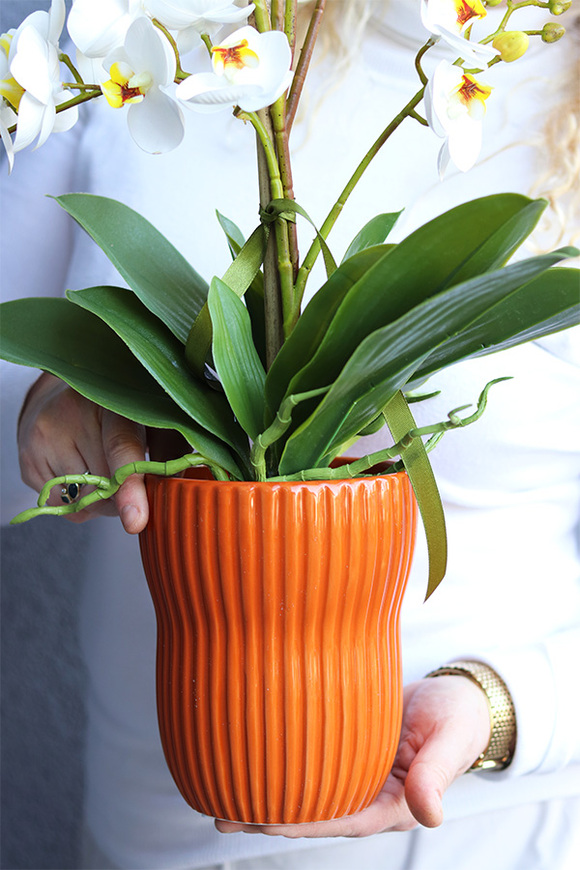 Ceglana Aleja, gumowy storczyk w pomarańczowej donicy