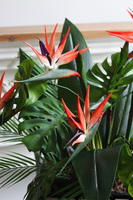 Strelicja Basket, kompozycja w koszu