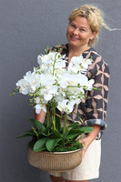 elegancki storczyk w złotej misie Verusta 2