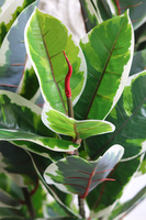 Figowiec Albino, sztuczna roślina drzewko