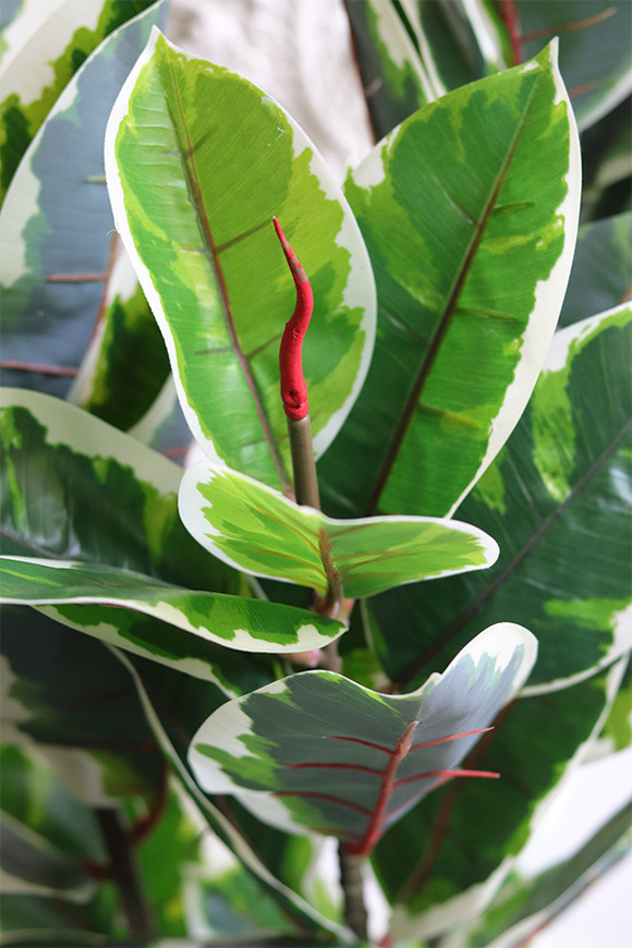 Figowiec Albino, sztuczna roślina drzewko