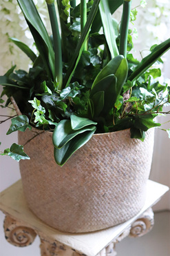 Amarylis Biel w koszu z trawy, wys.75cm 