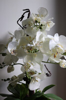 Silver Piano, biały storczyk w lustrzanej donicy