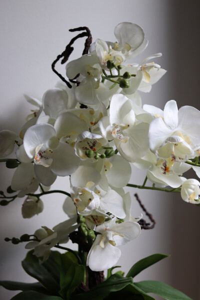 Silver Piano, biały storczyk w lustrzanej donicy