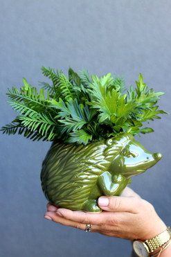 Jeżyk Fern, kompozycja z paprocią w naczyniu, wys.22cm