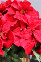 Gwiazda Betlejemska Goldena Większa, wysokiej jakości sztuczna roślina, wym. 96x47cm