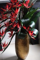 Princera Rubinowa Strelicja, kompozycja w złotej donicy