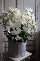 Belladi Saute, storczyk w stretchu do obsadzenia, wys.71cm