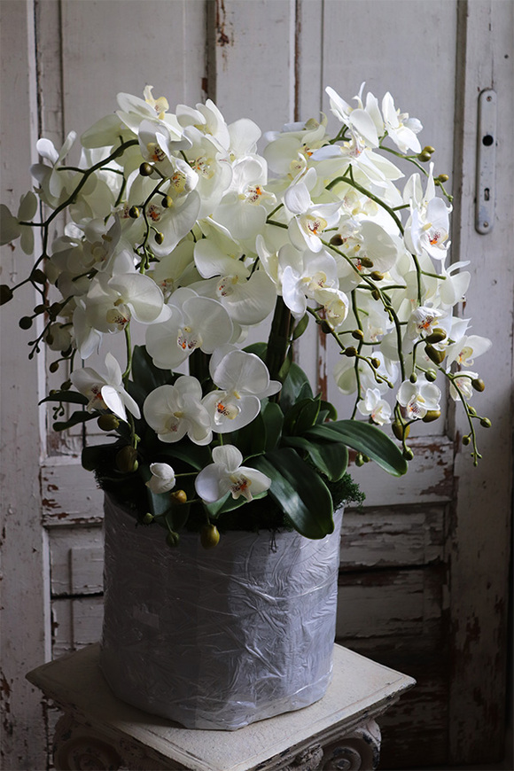 Belladi Saute, storczyk w stretchu do obsadzenia, wys.71cm