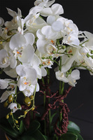 Laos Silver Big efektowny sztuczny storczyk