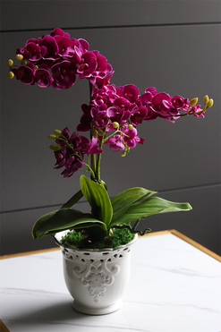 Gallindia Teria, storczyk fuksja w ażurowej donicy, wys.47cm  