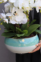 Quemada Turkus, sztuczny storczyk w ozdobnej misie