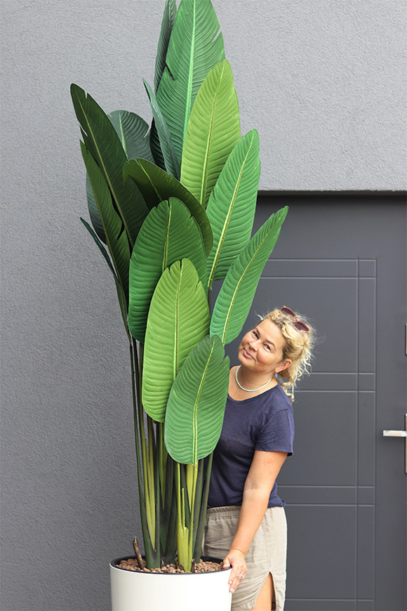 Bananowiec Mediolan Creme, sztuczna roślina w donicy