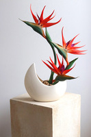 Strelicja Księżycowa, kompozycja ze strelicją w donicy