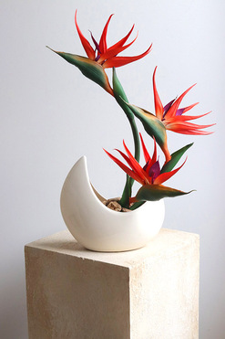 Strelicja Księżycowa, kompozycja ze strelicją w donicy, wys.55cm