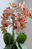 Castellamare Elite, różowy storczyk w miedzianej donicy