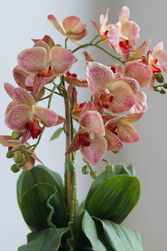 Castellamare Elite, różowy storczyk w miedzianej donicy