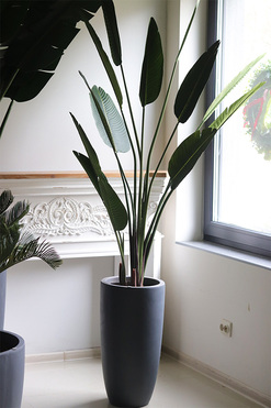 Bananowiec Concrete, sztuczna roślina w donicy, wys.214cm