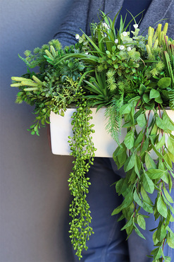 Anya Green Lento Sukulenty, zielona kompozycja w donicy, wym.35x50cm