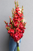 Mieczyki Czerwień, bukiet nagrobny do położenia